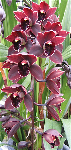 Cymbidium Cali Nights