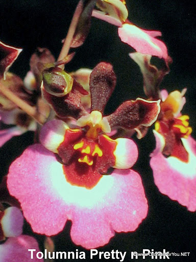 Equitant Oncidium