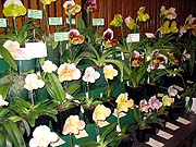 Paph Forum 2004 display