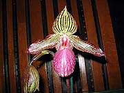 Paph Gloria Nagel