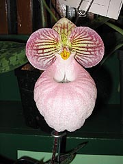 Paph micranthum at Paph Forum 2004