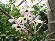 nobile dendrobium from USBG Winter 2004 Exhibit