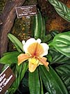 Paph Hellas from USBG Winter 2004 Exhibit