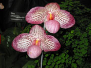 Paphiopedilum Rose Tapestry 'Catherine' AM/AOS