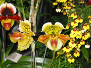 Maryland Orchid Society Show 2003