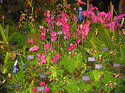 Maryland Orchid Society Show 2003 - The Little Greenhouse