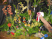 Maryland Orchid Society Show 2003